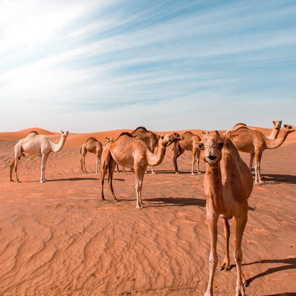 bunch-of-camels-in-desert-dune-2222241